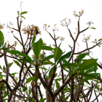 green leaves and flowers on a branch png