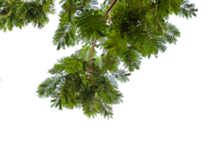 branches isolated foreground cut out background png