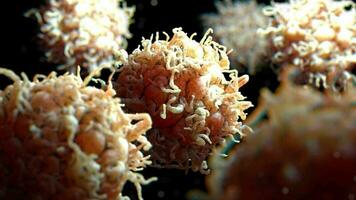 White Blood Cells 3D Rendering video