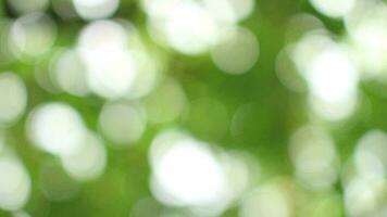 bokeh simpatico fogliame natura verde albero, luminosa mattina luce del sole scintillante e scoppiando attraverso sfocato estate verde fogliame di fioritura, azione video metraggio di sfocato fogliame astratto