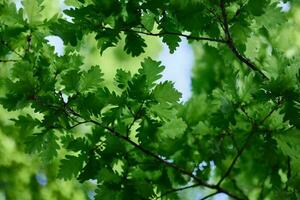 Green fresh leaves on the branches of an oak close up against the sky in sunlight. Care for nature and ecology, respect for the Earth photo