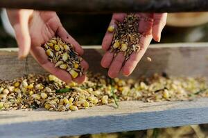 Women's hands close up putting grain, oats, and other good-for-natured organic feed into the bird feeder photo