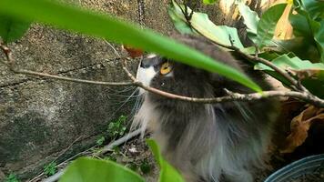 persiano gatto bianca e grigio seduta su calcestruzzo pavimento e Guarda dritto.lento movimento rilassare video. video