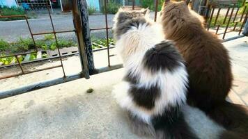 Persian cat white and gray sitting on concrete floor and look straight.slow motion relax video. video