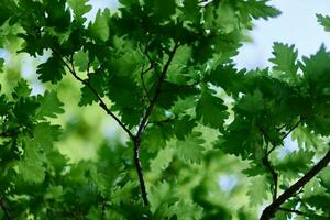 Green fresh leaves on the branches of an oak close up against the sky in sunlight. Care for nature and ecology, respect for the Earth photo