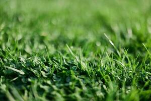 Fresh leaves of young green lawn grass close-up, clover and micro clover sprouts for landscape design and garden landscaping. Ecology and caring for nature as a way of life photo