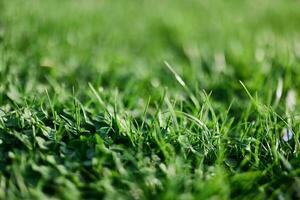 Green leaves of fresh young grass in the sunlight of the sunset sky photo