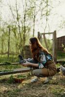 Outdoors in the poultry pen, a young woman farmer feeds fresh green grass to young laying hens and smiles photo