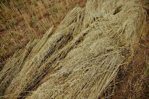 harvest wheat agriculture sun nature farm countryside photo