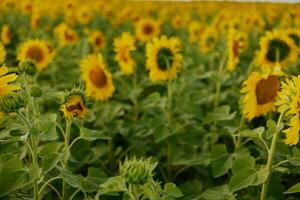 Fields with an infinite sunflower against a blue sky summer day photo