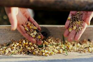 Women's hands close up putting grain, oats, and other good-for-natured organic feed into the bird feeder photo
