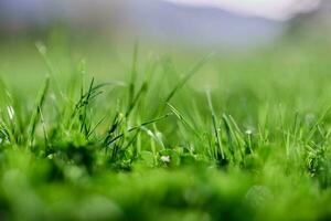 Green summer grass in the rays of sunlight, preserving the nature of the earth photo