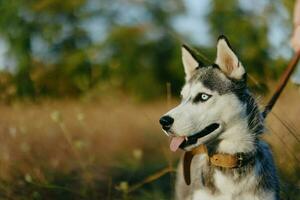 Portrait of a husky dog in nature in the autumn grass with his tongue sticking out from fatigue into the sunset happiness dog photo
