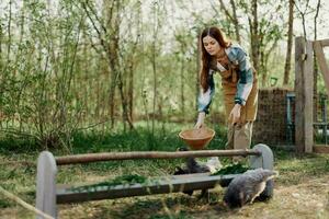 Woman farmer smiles and pours food for the birds at the bird feeder at the chicken farm photo