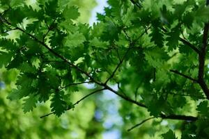 The green leaves of the oak tree on the branches glow against the blue sky, the sunlight. Planet ecology flora photo