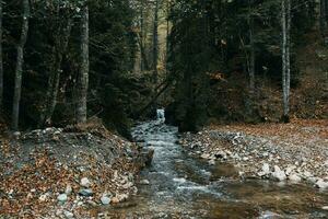 Autumn forest nature mountains river fresh air travel tourism photo