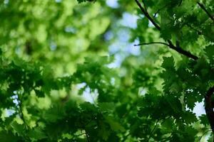 Oak leaves close-up, green spring tree crown sunlight photo