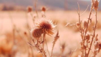 Dried thistle blossom. Illustration photo