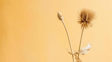 Dried thistle blossom. Illustration photo