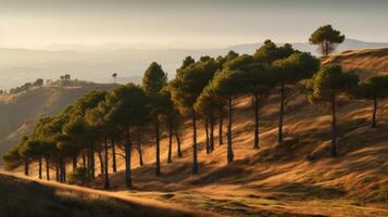 Pine tree forest. Illustration photo