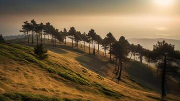 Pine tree forest. Illustration photo