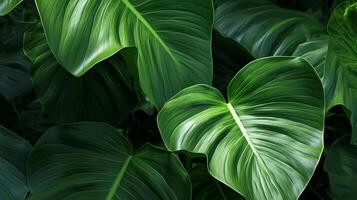 Tropical leaves background. Illustration photo