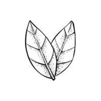 Leaf Illustration Drawn Using Pointillism Technique Colored in Black and White vector