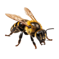 Macro bee isolated. Illustration png