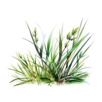 Watercolor green grass. Illustration photo