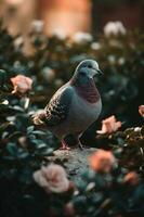 a beautiful grey pigeon. Generate Ai photo