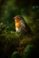 un Robin pájaro.generar ai foto