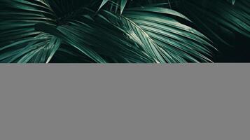 Palm leaves background. Illustration photo