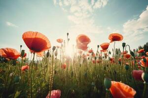 Poppy flower meadow. Illustration photo