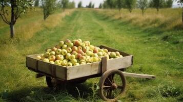 A handcart full af apples in garden. Illustration photo