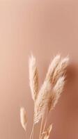 Pampas grass beige minimalist background. Illustration photo