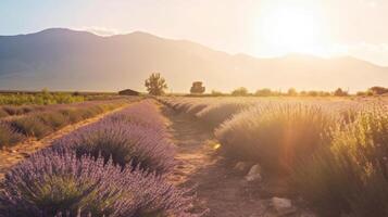 lavanda campo antecedentes. ilustración ai generativo foto