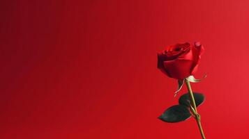 Red rose background. Illustration photo