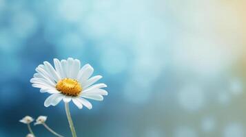 Chamomile natural background. Illustration photo