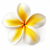 Plumeria flower isolated. Illustration photo