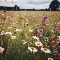 Natural meadow background. Illustration photo