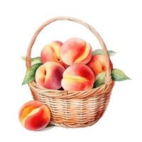 Watercolor peach in basket. Illustration photo