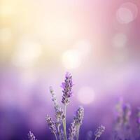 Lavender field background. Illustration photo