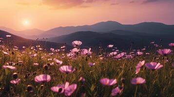 Mountain with cosmos blooming. Illustration photo