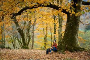 mujer en pantalones suéter se sienta debajo un árbol en otoño bosque y caído hojas modelo foto