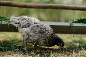 A gray hen pecking at fresh organic feed from a farm feeder while standing on green grass in the nature photo