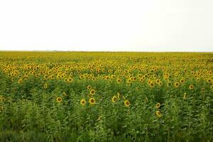 bright sunflower field Agricultural field harvest season photo