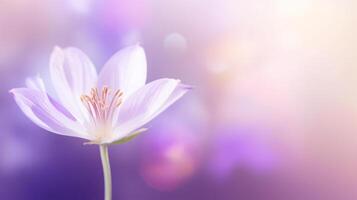 Violet flower background. Illustration photo