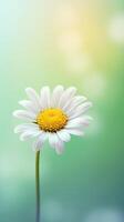 Daisy flower background. Illustration photo