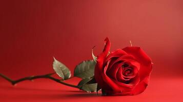 Red rose background. Illustration photo