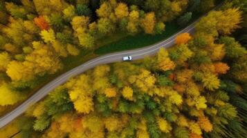 Drone view autumn forest road. Illustration photo